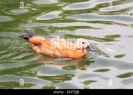 Ruddy Shelduck, oder rote Ente, lat. Tadorna ferruginea, Schwimmen auf einem See. Es ist Wasservögel Familie von Enten, ähnlich wie die gemeinsame. Der Vogel hat einen Orang Stockfoto