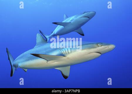 Unterwasserfoto von zwei Exemplaren des Grauen Riffhais Carcharhinus amblyrhynchos), die im offenen Meer durch blaues Wasser schwimmen, Indischer Ozean, Maldiv Stockfoto