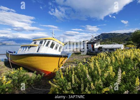 Farbenfrohe Holzfischboote inmitten gelb blühender Lupinen am Strand, Lago General Carrera, auch bekannt als Lago Chelenko, Puerto Rio Tranquilo, Stockfoto