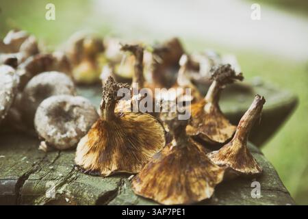 Pilze auf einem Tisch im Wald gesammelt, 2018 Stockfoto