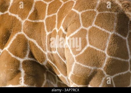 Hintergrundmuster Giraffe Fell mit typischen Muster Stockfoto