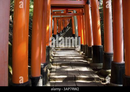 Torii-Tore am Fushimi Inari Taisha-Schrein in Kyoto, Japan, Kyoto, Japan, Asien Stockfoto