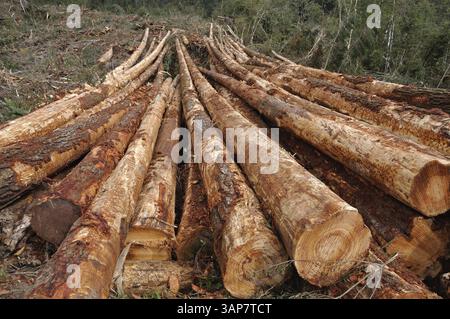 Frisch geschnittene Baumstämme von Pinus radiata warten auf der Landung an einem Mühlengelände an der Westküste Stockfoto