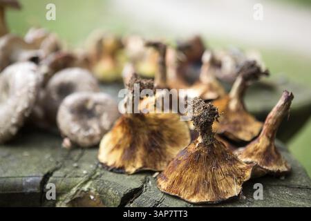 Pilze auf einem Tisch im Wald gesammelt, 2018 Stockfoto