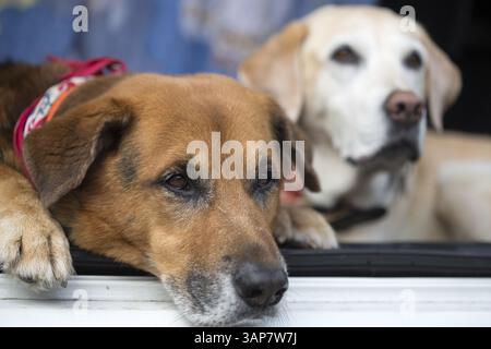 Ein Labrador und ein deutscher Schäferhund warten in einem offenen Kofferraum, 2017 Stockfoto