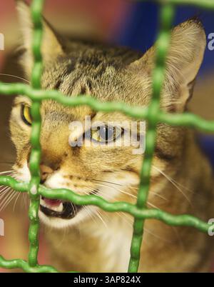 Eine Katze miaut in ihrem Käfig in einem Tierheim, 2016. 80 % des Kaufpreises dieses Gemäldes gehen an das Schutzhaus Stockfoto