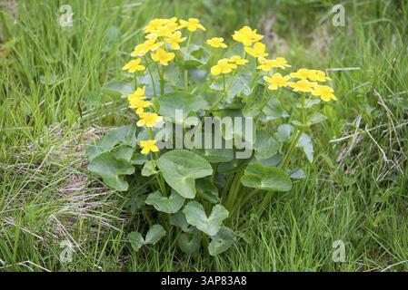 Marsh Marigold, Caltha palustris Pflanze und gelbe Blumen auf den Färöern, Kunoy, Färöern, Europa Stockfoto