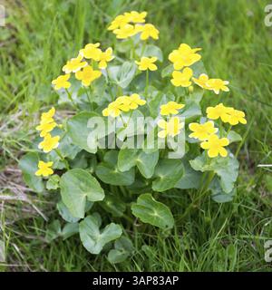 Marsh Marigold, Caltha palustris Pflanze und gelbe Blumen auf den Färöern, Kunoy, Färöern, Europa Stockfoto