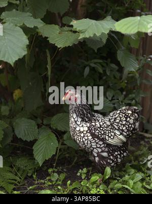 Schwarz-weißes Hühnchen im Garten, 2017 Stockfoto