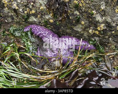 Der violette Meeresstern Pisaster ochraceus in seinem natürlichen Lebensraum bei Ebbe, USA, Nordamerika Stockfoto