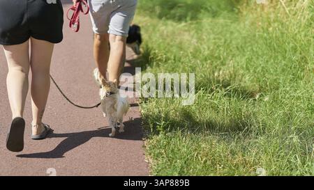 Spazieren Sie mit einem Hund in einem Park Stockfoto
