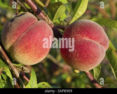 Frische reife Pfirsiche auf einem Baum in warmes Sonnenlicht Stockfoto