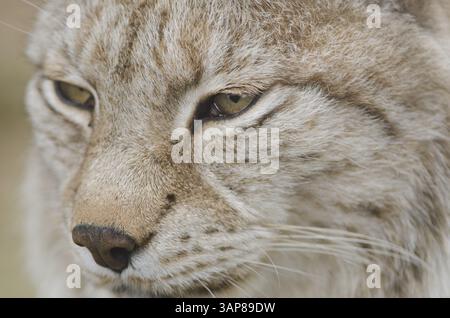 Porträt von ein Eurasischer Luchs Lynx Lynx Blick zur Seite Stockfoto