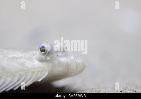 Europäische Scholle, Pleuronectes platessa, in ihrer natürlichen Umgebung unter Wasser, Schweden, Europa Stockfoto