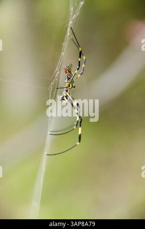 Weiblich einer goldenen Seidenspinne, Trichonephila clavata auf ihrem Netz, Osaka, Japan, Asien Stockfoto