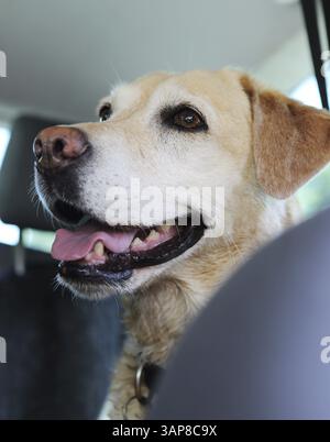 Blonde Labrador wartet auf dem Rücksitz des Autos Stockfoto