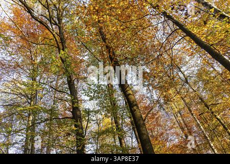 Herbsteindrücke aus der Sächsischen Schweiz Stockfoto