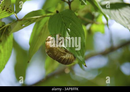 Leerer Ausfluss einer Cicada auf einem grünen Blatt, Osaka, Japan, Asien Stockfoto