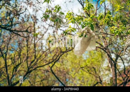 Weiße Plastiktüte klebt an einem Baum, selektiver Fokus Stockfoto