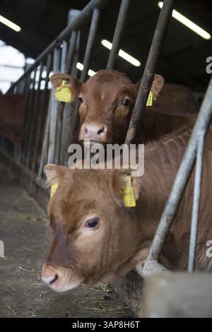 Kühe in einer Scheune in Schleswig-Holstein, 2018 Stockfoto