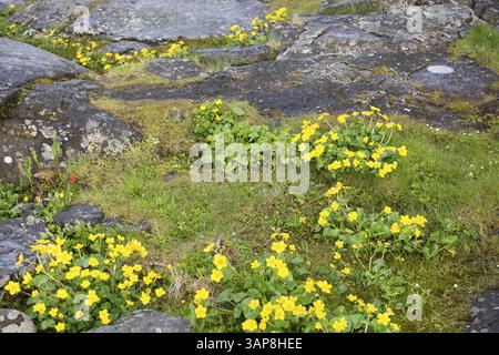 Caltha palustris die Nationalblume der färöer Inseln, bekannt als Sumpfmarigold und Königskugel, Torshavn, Färöer Inseln, Dänemark, Europa Stockfoto