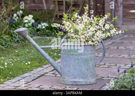 Blühende Schlehen- und Vogelkirschzweige in einer alten Gießkanne im Garten Stockfoto