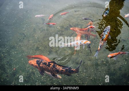 Farbenfrohe Koi-Fische schwimmen in einem klaren Teich mit sichtbaren Wellen und Reflexen. Dieses Bild symbolisiert Harmonie, spirituelle Symbolisierung, aquatisch Stockfoto