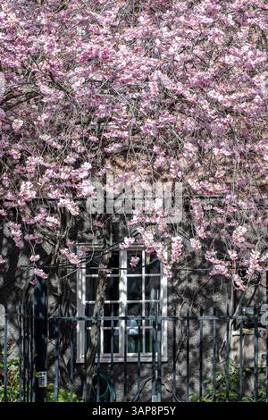 Kirschblüte im Frühling in Norrköping, Schweden Stockfoto