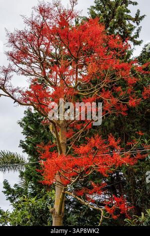 Flammenbaum in der Gemeinde Santana an der Nordküste der Insel Madeira Stockfoto