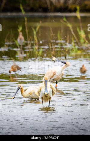 Eurasische Löffelvögel, die in den Marschen von Odiel, Huelva, Spanien auf der Suche sind Stockfoto