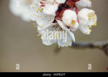 16.04.2025, Linz, AUT, unterwegs in Oberösterreich, Symbolbild, verschiedene Themenbilder, Themenbild, im Bild Marillenbluete in der Wachau, Duernstein, Niederoesterreich, Blueten, Fruehling, *** 16 04 2025, Linz, AUT, auf der Straße in Oberösterreich, Symbolbild, verschiedene Themenbilder, Themenbild, im Bild Aprikosenblüte in der Wachau, Duernstein, Niederösterreich, Blumen, Frühling, Stockfoto