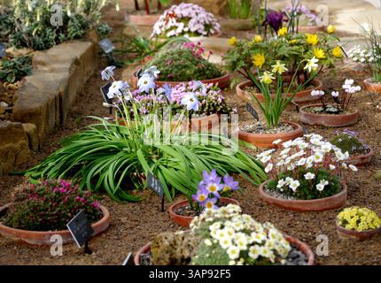 Alpine Plants im Alpine House im RHS Garden Harlow Carr, Harrogate, Yorkshire, England, Großbritannien. Stockfoto