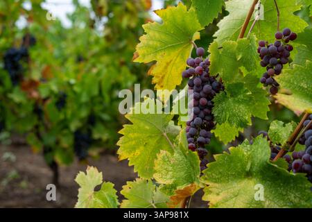 Reife Trauben am Rebstock Stockfoto