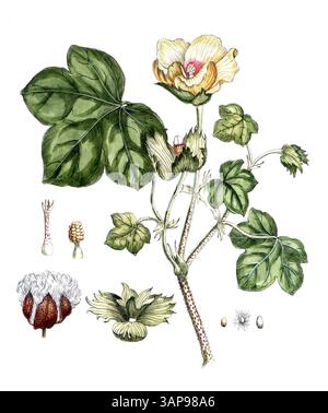 Ligustrum vulgare, Common Privet, digitale Reproduktion eines historischen Modells, zwischen 1790 und 1810, (Botanica Pharmaceutica von Andreas Friedrich Happe) Stockfoto