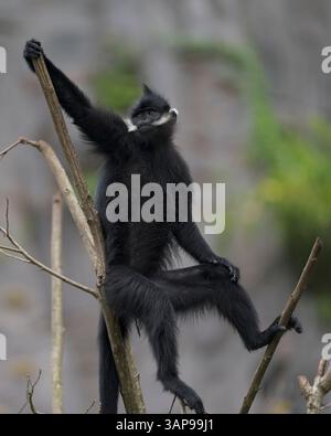 Francois' Sprache, auch bekannt als Francois' Leaf Affe, der Tonkin Leaf Affe oder die weiße seitlich verbrannte schwarze Sprache Stockfoto