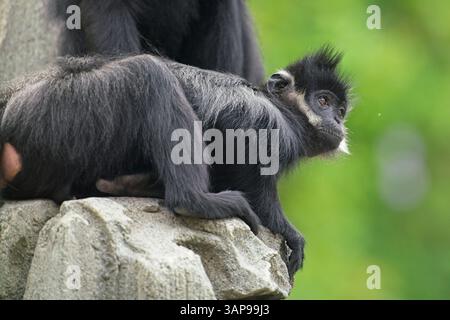 Francois' Sprache, auch bekannt als Francois' Leaf Affe, der Tonkin Leaf Affe oder die weiße seitlich verbrannte schwarze Sprache Stockfoto