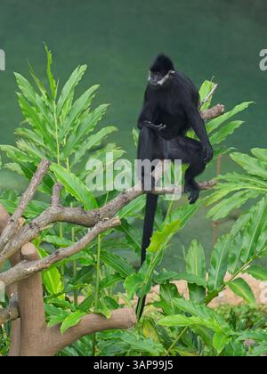 Francois' Sprache, auch bekannt als Francois' Leaf Affe, der Tonkin Leaf Affe oder die weiße seitlich verbrannte schwarze Sprache Stockfoto