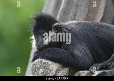 Francois' Sprache, auch bekannt als Francois' Leaf Affe, der Tonkin Leaf Affe oder die weiße seitlich verbrannte schwarze Sprache Stockfoto