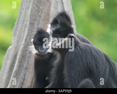 Francois' Sprache, auch bekannt als Francois' Leaf Affe, der Tonkin Leaf Affe oder die weiße seitlich verbrannte schwarze Sprache Stockfoto
