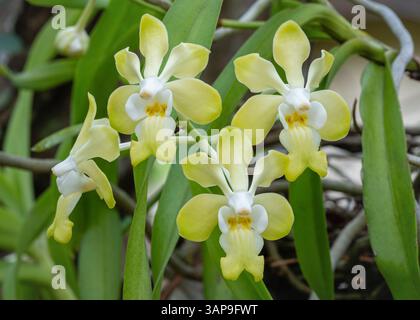 Nahaufnahme der tropischen epiphytischen Orchideenart vanda denisoniana, die im Freien mit gelben und weißen Blüten blüht Stockfoto