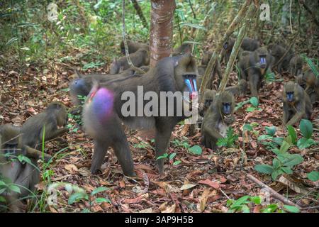 Eine Gruppe von Mandrillen, die im Lekedi-Reservat nach Nahrung graben. Stockfoto
