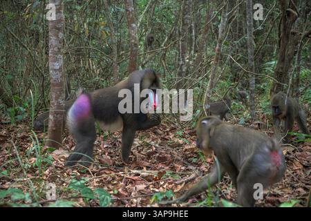 Eine Gruppe von Mandrillen, die im Lekedi-Reservat nach Nahrung graben. Stockfoto