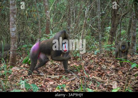 Eine Gruppe von Mandrillen, die im Lekedi-Reservat nach Nahrung graben. Stockfoto