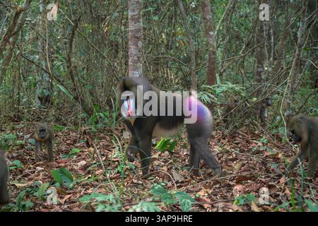 Eine Gruppe von Mandrillen, die im Lekedi-Reservat nach Nahrung graben. Stockfoto