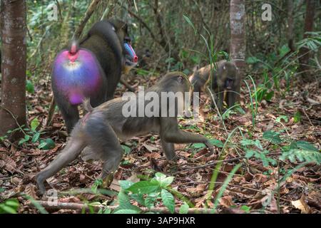 Eine Gruppe von Mandrillen, die im Lekedi-Reservat nach Nahrung graben. Stockfoto