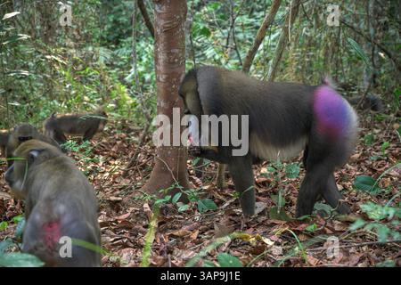 Eine Gruppe von Mandrillen, die im Lekedi-Reservat nach Nahrung graben. Stockfoto
