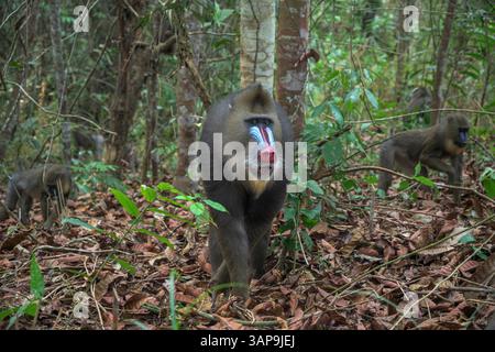 Eine Gruppe von Mandrillen, die im Lekedi-Reservat nach Nahrung graben. Stockfoto