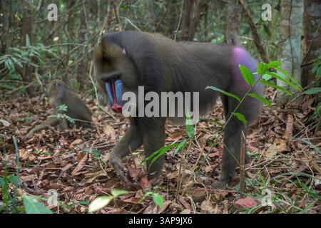 Eine Gruppe von Mandrillen, die im Lekedi-Reservat nach Nahrung graben. Stockfoto