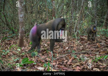 Eine Gruppe von Mandrillen, die im Lekedi-Reservat nach Nahrung graben. Stockfoto