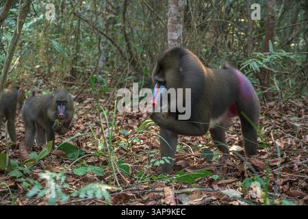 Eine Gruppe von Mandrillen, die im Lekedi-Reservat nach Nahrung graben. Stockfoto